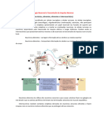 Fisiologia Neuronal e Transmissão Do Impulso Nervoso