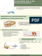 Infografía Clasificación de Las Articulaciones