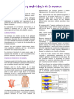 Anatomía y Embriología de La Mama UDP