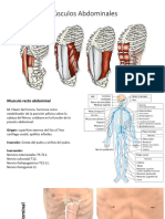 Músculos Abdominales-1