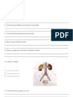 FICHA DE TRABALHO - Função Excretora