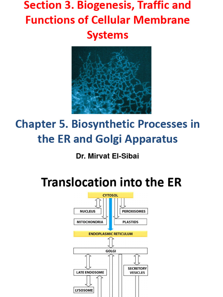 Co-Translational vs Post-Translational Translocation | PDF | Protein ...