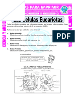 Ficha Las Celulas Eucariotas para Quinto de Primaria