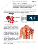 Ficha Informativa Aparato Circulatorio 2°