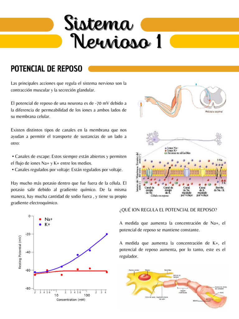 Fisiología del Sistema Nervioso | PDF | Potencial de acción | Sinapsis