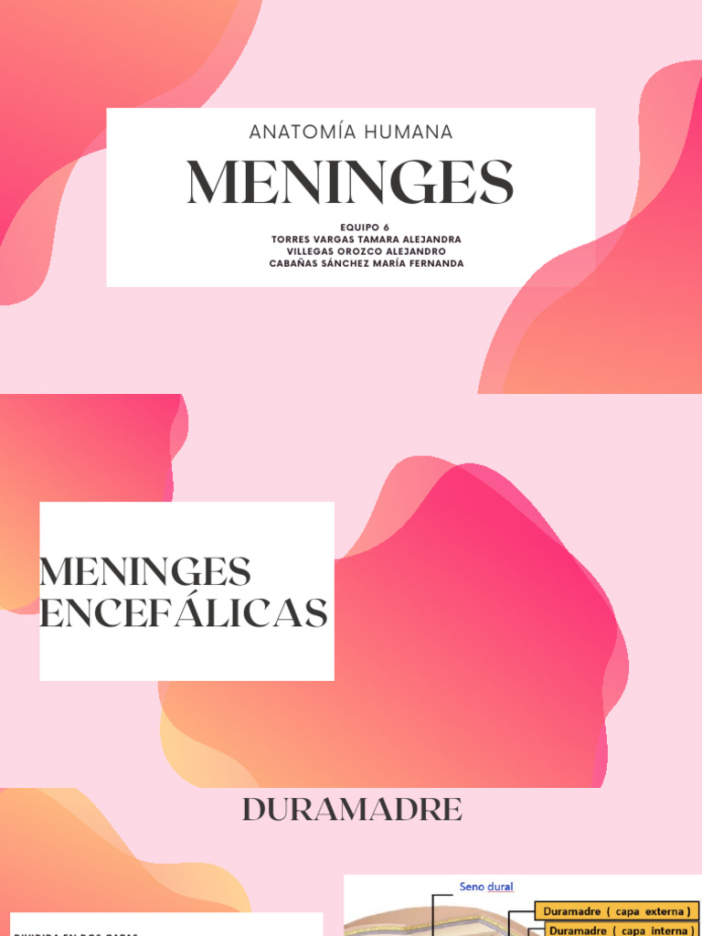 Anatomía de las Meninges | PDF | Médula espinal | Anatomía humana