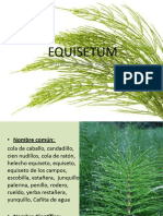 EQUISETUM - Materia Medica Vijnosky.