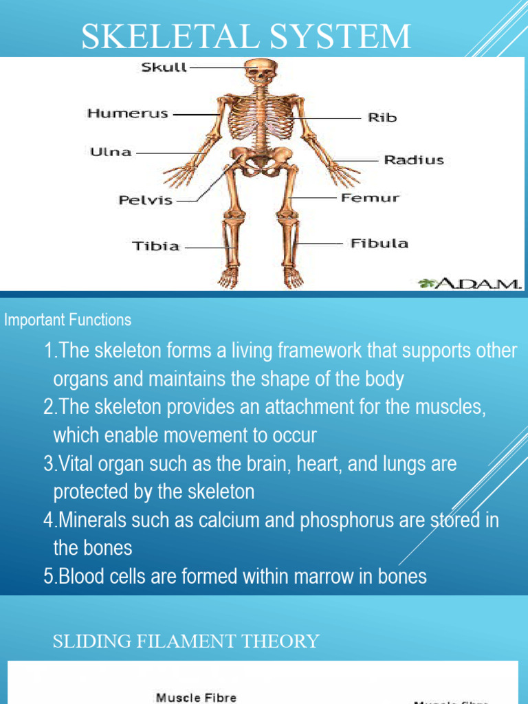 Functions of the Skeletal System | PDF | Self-Improvement | Wellness