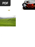 CTC Manufacturing Process | PDF | Tea | Leaf