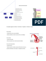 Resumos Ultra Vascular