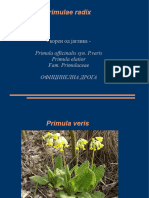 Primula Era D