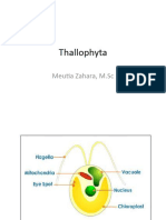 Thallophyta