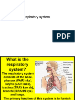 Respiratory System