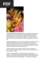 Os poríferos ou espongiários