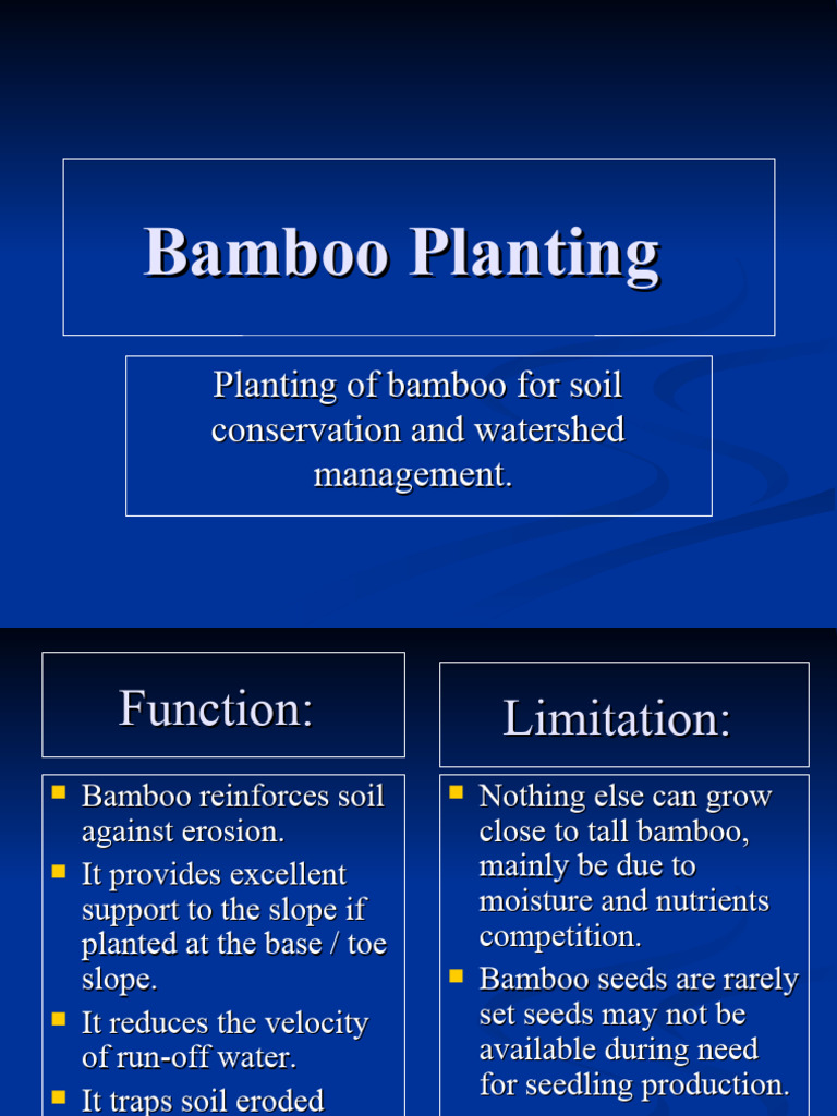 Bamboo Planting | PDF | Bamboo | Plant Nursery