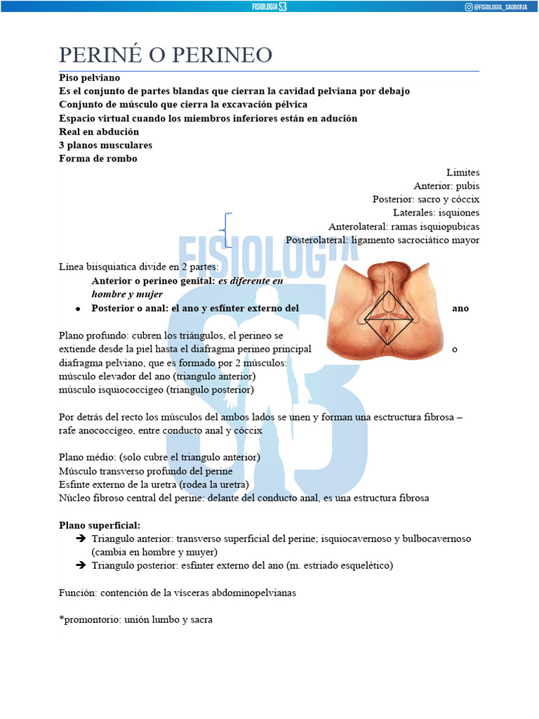 3 Era Periné o Perineo | PDF | Pelvis | Morfología (biología)