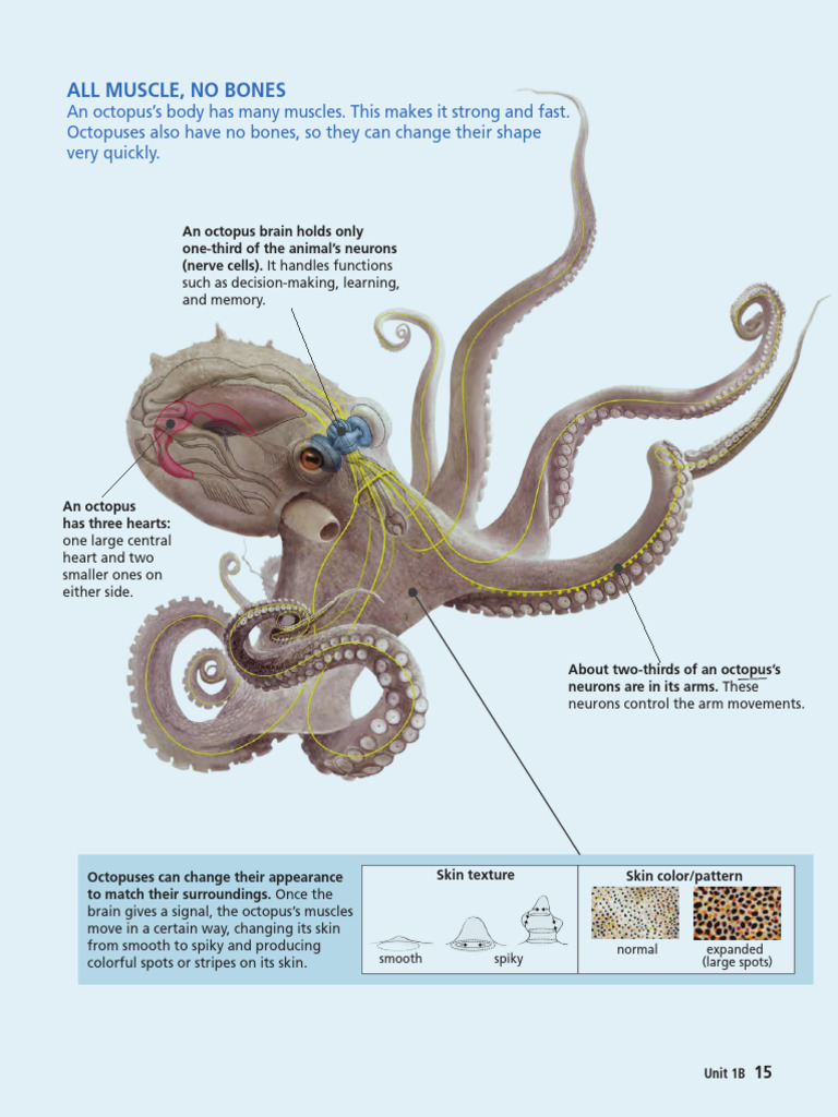 Octopus Anatomy: Hearts and Neurons | PDF