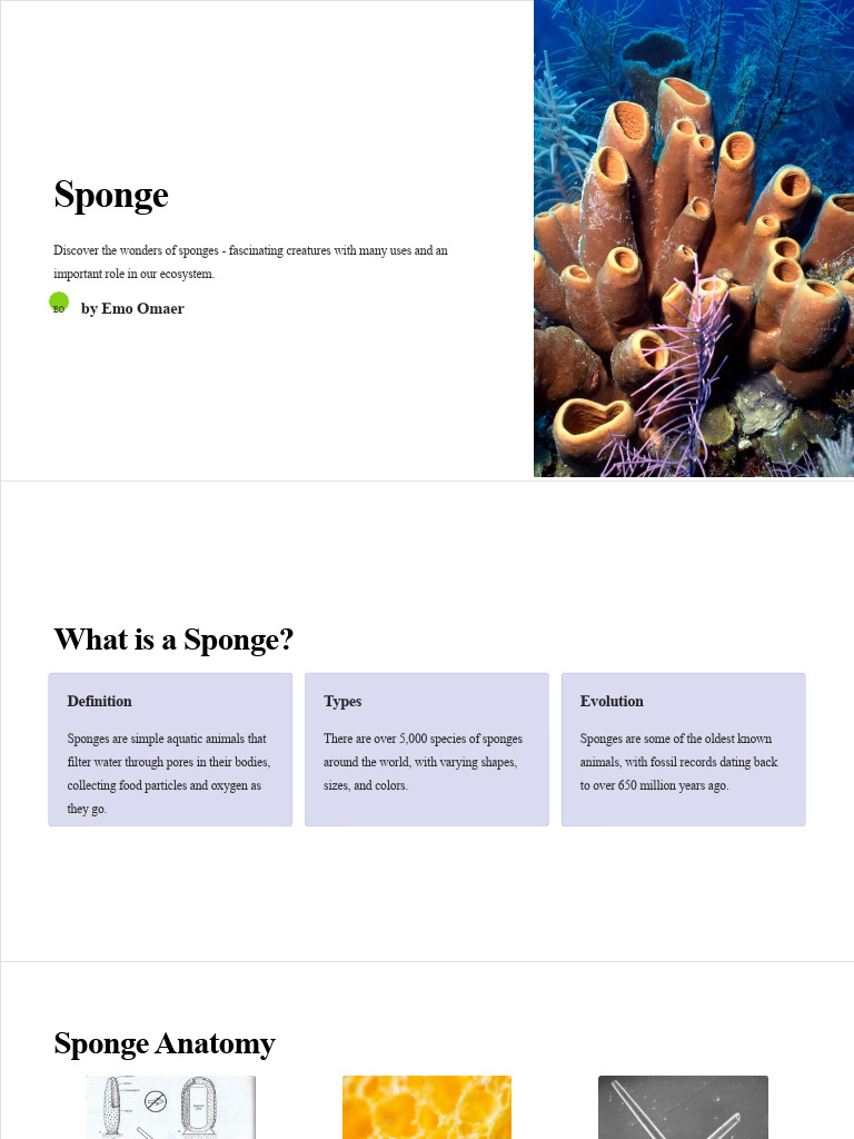 The Fascinating World of Sponges | PDF | Sponge | Biodiversity