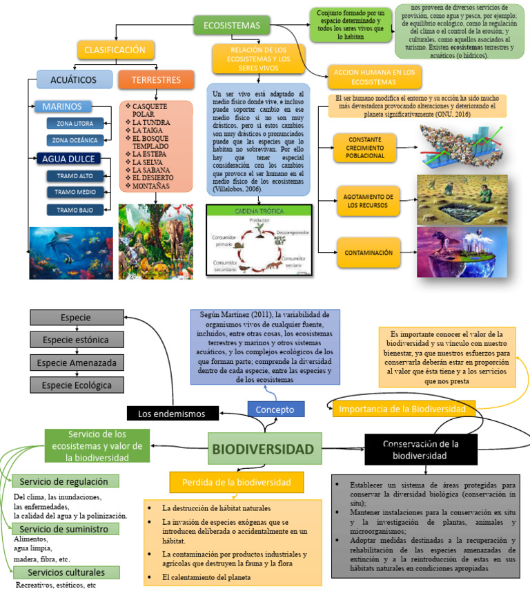 Organizadores Visuales de Ecosistemas | PDF | Biodiversidad | Ecosistema
