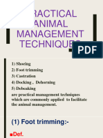 Practical Animal Management Techniques
