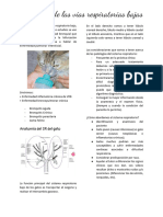 Patologías de Las Vías Respiratorias Bajas