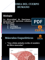 CEFSa - Aig - Anatomia 1