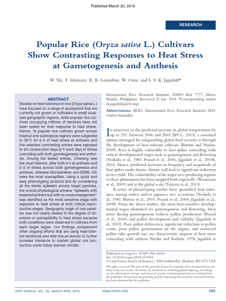Heat Stress Responses in Popular Rice Cultivars | PDF | Rice | Plants