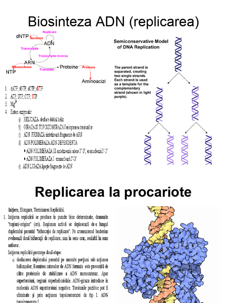 Replicarea Translatia | PDF