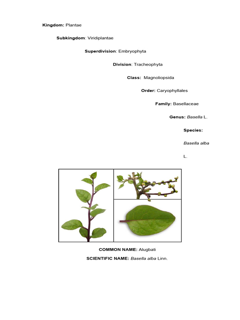 Alugbati: Scientific Name and Benefits | PDF | Seed | Botany