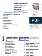 Sistemul Digestiv Peritoneul Updated 2020 Web