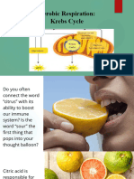 3 Aerobic Respiration Kreb Cycle SC