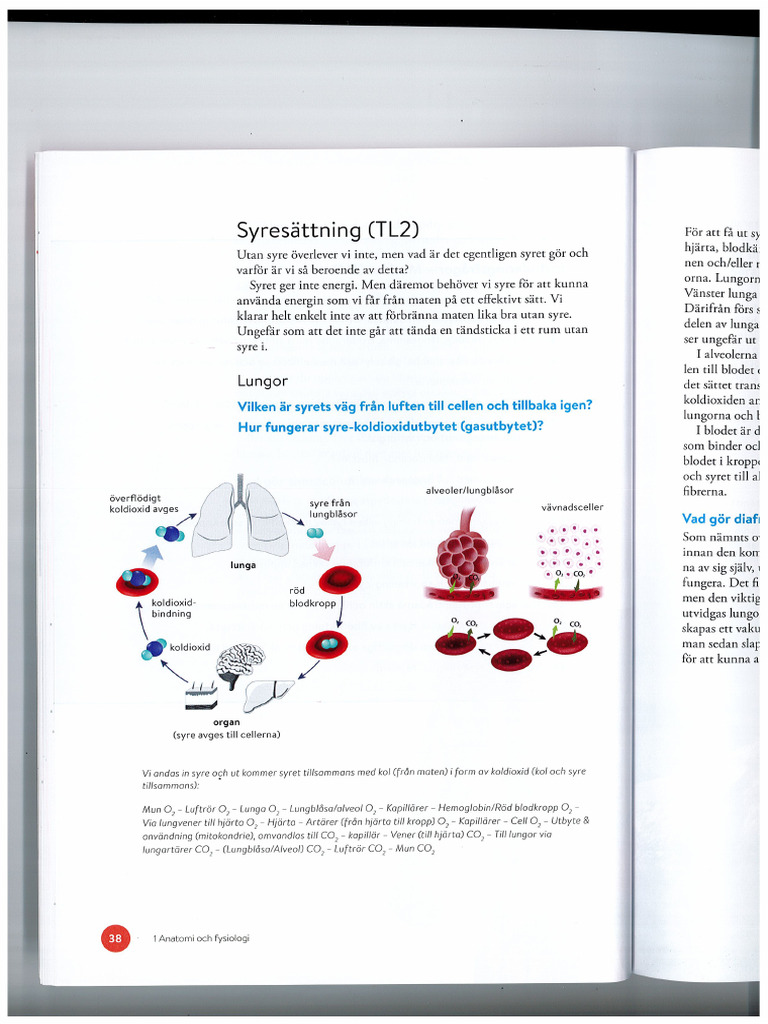Syresättning Och Livsstil | PDF