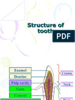 Structure of Tooth