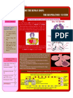 Respiratory System Article