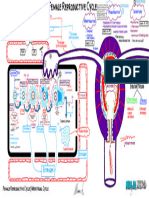 Endocrine Physiology) 22. Female Reproductive Cycle - Menstrual Cycle - Key