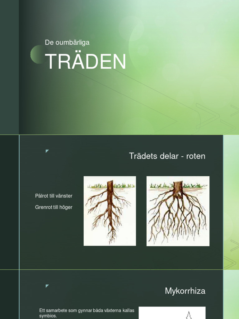 Träd Och Dess Delar | PDF
