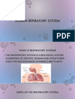 Human Repiratory System