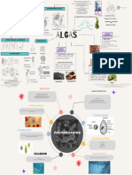 Mapa Mental de Algas y Protozoarios