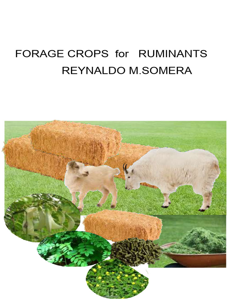 Sheep Forages Pdf