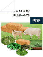 Forages For Feeds of Ruminant