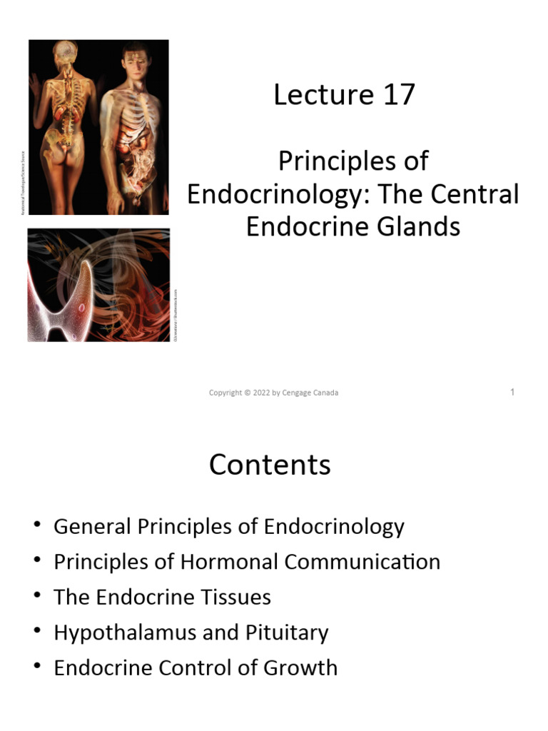 Lecture 17 Endocrine 1 Pdf Pituitary Gland Endocrine System