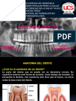 Anatomia Dental