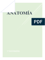 Apuntes Anatomía - TOCHOS