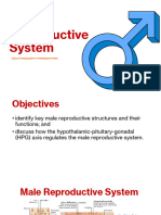 4 Male Reproductive System