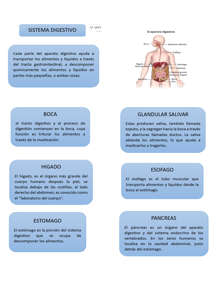 Sistema Digestivo Pdf