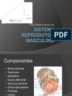 Sistema Reprodutor Masculino