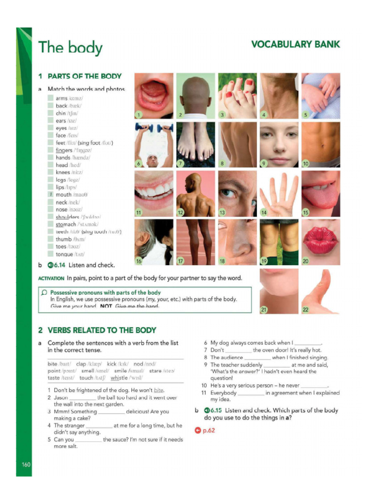 The Body | PDF