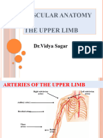 VASCULAR Anatomy