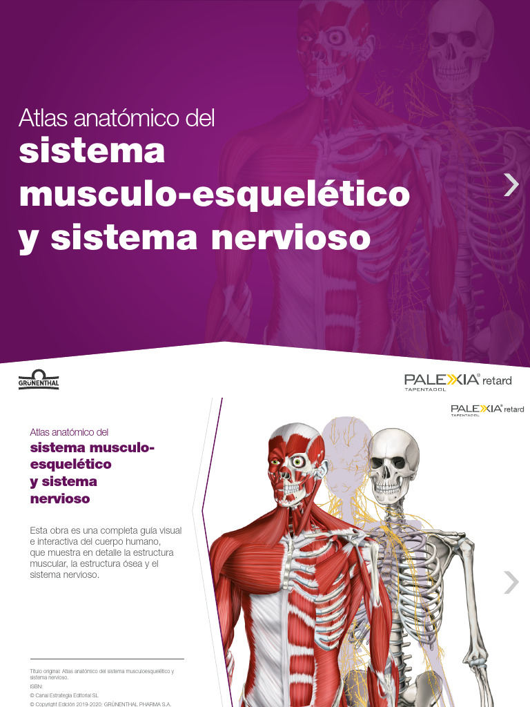 m-plx-es-06-20-0010-atlas-sistema-musculoesquel-tico-pdf-hombro