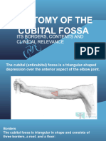 Anatomy of The Cubital Fossa
